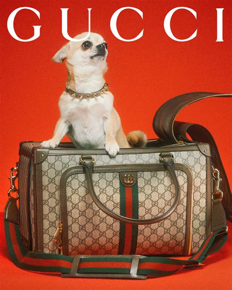 mocro met gucci pet meme|Introducing The Gucci Pet Collection For The Most .